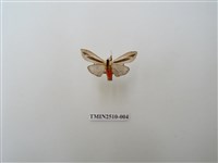 藏品(黑條灰燈蛾)的圖片